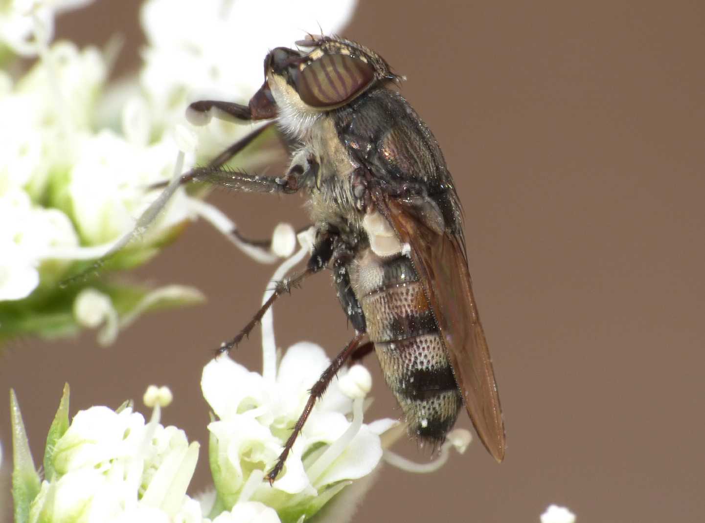 Stomorhina lunata?